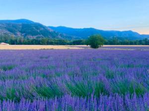 a field of lavender with a tree in the background at Gîtes de La Condamine in Curbans