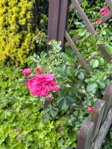 a pink rose is growing on a wooden fence at Ferienwohnung Witte Huus, 15212 in Leer