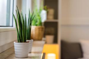 a plant in a white vase sitting on a table at Apartamenty Tespis - Andersa in Katowice