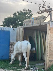 a white horse grazing in front of a surf house at ,,,''' Sidi kaouki Tayoukhte Surf House with Pool ''' ,,, Surfing lessons, Horse Riding & Quad adventures ,,, Local experiences all in one place in Sidi Kaouki +74 photos