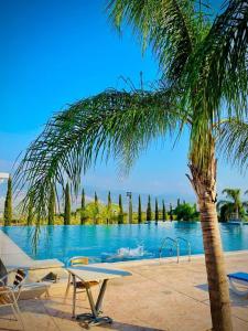 a palm tree sitting next to a swimming pool at Arados Resort in Bdibbā