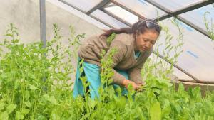 a woman in a greenhouse looking at plants at Wanla Eco Residence in Tarklak