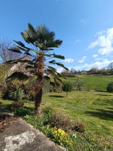 a palm tree in the middle of a field at Le Cottage in Marçon