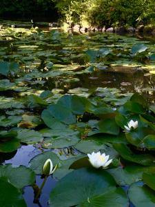 two white water lilies in a pond with lily pads at 武家屋敷 無為自然ーSamurai House in Yunoo