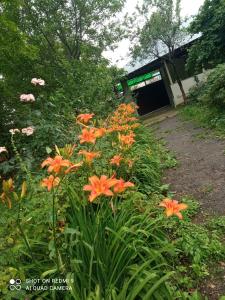 a bunch of orange flowers in a garden at Фазенда in Gabala