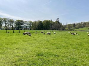 a herd of sheep grazing in a field of grass at Longcroft Cottage - 28233 in Oyne