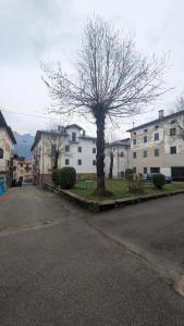 a tree sitting on the side of a street at Appartamento al Quadrato in Lorenzago