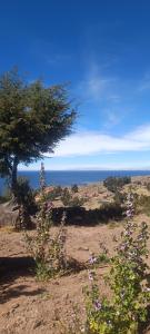 a tree on a hill with the ocean in the background at TAQUILE LODGE Perú in Huillanopampa