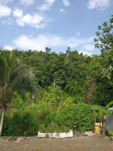 a view of a jungle with a palm tree at Movement and Reposé in Clarks Town