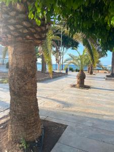 a group of palm trees on a sidewalk at Cura Marina in Playa del Cura