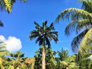 a palm tree with a blue sky in the background at Chalets Anse Possession in Baie Sainte Anne