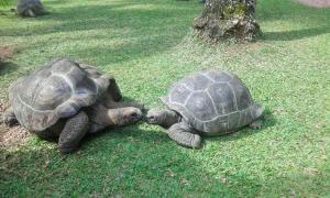 two turtles laying on the grass next to each other at Chalets Anse Possession in Baie Sainte Anne