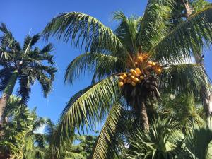 a palm tree with a bunch of fruit on it at Chalets Anse Possession in Baie Sainte Anne