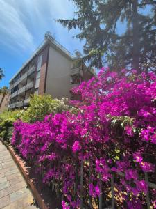 a garden of purple flowers in front of a building at Casa Sabina in Sanremo