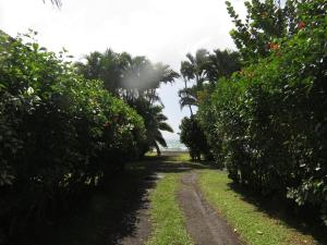 a dirt road through a field of trees at Bungalow Tearo in Tiripoa +4 photos