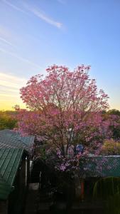 a tree with purple flowers in front of a house at Hospedaje Los Vencejos in Puerto Iguazú
