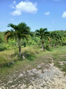 two palm trees on the side of a dirt road at Jolie maison avec terrasse in Partarieux