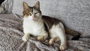 a cat laying on top of a blanket at Au Royaume des Chats in Soudorgues +2 photos
