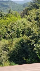 a field of trees and bushes next to a road at Au Royaume des Chats in Soudorgues