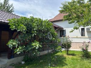 a bike on a tree in the yard of a house at CASA GIA CALIMANESTI in Călimăneşti