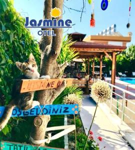 a cat sitting in a tree with a sign on it at jasmine otel in Kemer