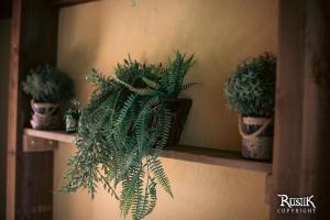a group of potted plants sitting on a shelf at Rustik in Chailloué