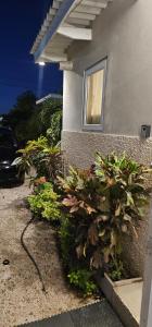 a house with plants in front of a building at Victoria complex in Willemstad