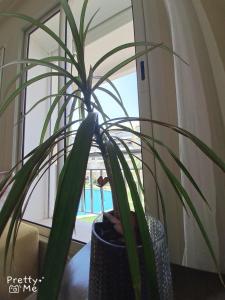 a potted plant sitting on a table next to a window at Chaleureux appartement in Bouznika +1 photo