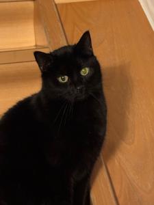 a black cat with green eyes sitting on the floor at Schwarzer Kater in Hochstetten-Dhaun