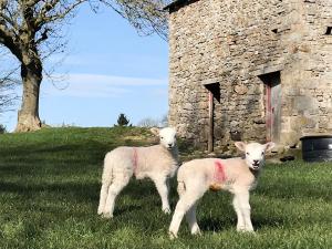 two sheep standing in the grass next to a stone building at The Owlery At Aysgarth in Aysgarth