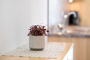 a potted plant sitting on a counter in a kitchen at Reiterhof Siglgut in Laces