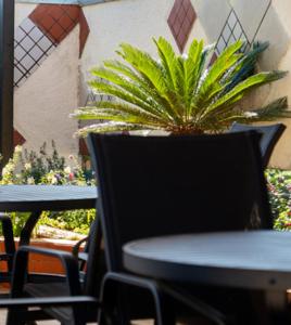 a plant in a pot sitting next to a table at Serra Negra Paladium Hotel in Serra Negra +19 photos