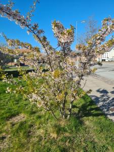 a tree with white flowers on the side of a street at Hotel Damm in Aalborg
