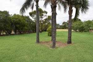 three palm trees in a park with a field at Chinchilla Motel in Chinchilla