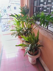 a row of potted plants sitting on a window sill at Monica's house in Phnom Penh +2 photos