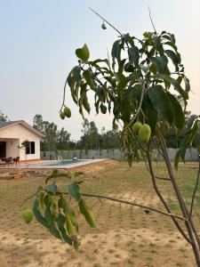 a tree with green fruit on it in a yard at La Vida Estate Farm in Garhmuktesar