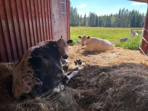 two cows laying in the hay in a barn at Härbre Cabin in Årjäng +9 photos