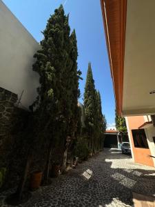 a row of trees on a sidewalk next to a building at Hotel Galería Mediterráneo in Santa Ana Huiloac
