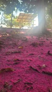 a tree with pink flowers on the ground at Hospedaria Ponta da Flexeira in Belém