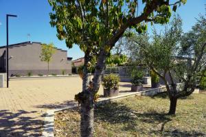 a group of trees sitting in a park at Aurora Lucana in Matera