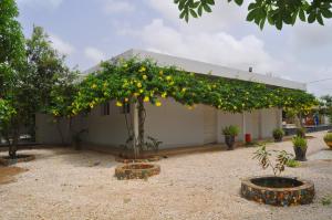 an orange tree in front of a building at Keur Tisserin Joyeux in Saly Portudal