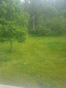 a field of green grass with a tree at Femöre marin in Oxelösund