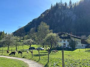 a group of animals grazing in a field in front of a house at Alpaka-Hof Landinger in Aschau im Chiemgau