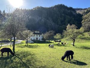 a group of animals grazing in a field of grass at Alpaka-Hof Landinger in Aschau im Chiemgau +10 photos