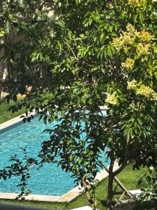 a tree in front of a swimming pool at Les Chambres Salonaises in Salon-de-Provence +30 photos