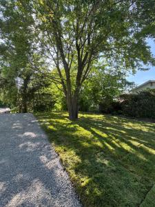 a tree in a grassy yard with a driveway at Appartement tout inclus - Longs séjours in Mirabel