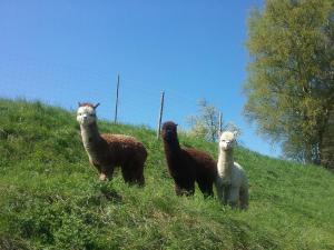 a group of three llamas standing on a hill at Sweet Home Alpacas in Timelkam