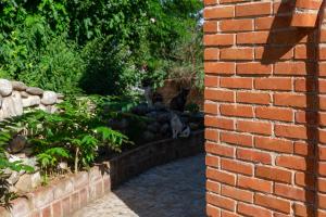Eine Gruppe Katzen sitzt in einem Garten in der Unterkunft Citadel 360 Suites & Spa in Skopje