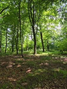 a wooded area with trees and leaves on the ground at Agroturystyka Gandelinka Park Kędrzyno in Kędrzyno