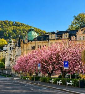 a street with pink flowering trees in front of a building at Colonnade Studio, Karlovy Vary in Karlovy Vary